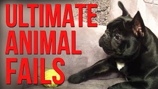 Funniest Animal Fails Compilation