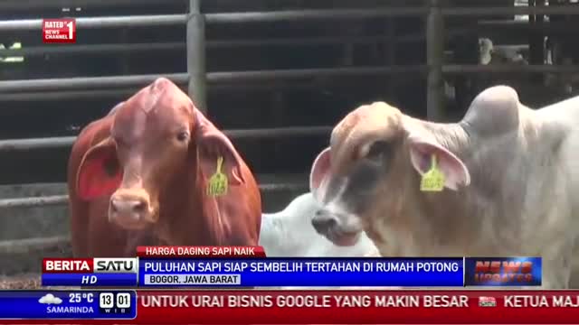 Pedagang Daging Mogok, Puluhan Sapi Potong Terlantar di RPH