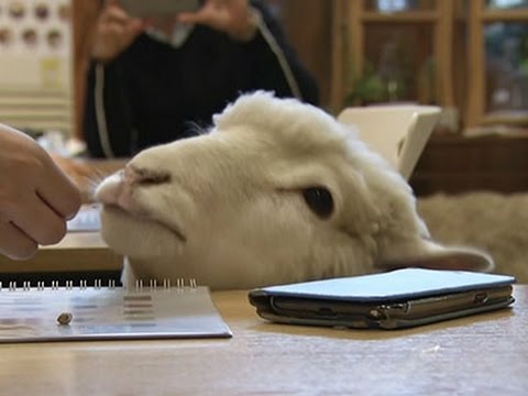 Revelers Flock to Sheep Cafe Ahead of New Year News Video