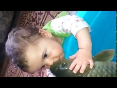 Fish kiss Video very cute Funny Video