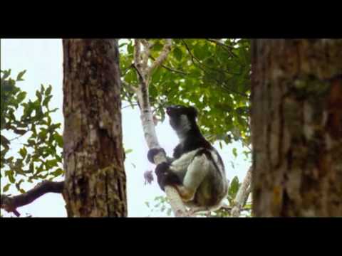 'Island of Lemurs' Examines Endangered Primates News Video