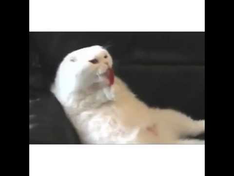 This Cat Loves Lollypop - Best Funny Video