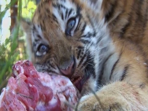 Tiger Cubs Training for Release to Wild News Video