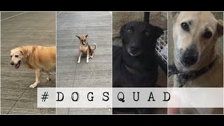 Intro to DogSquad and vlogs (?)