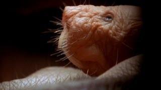 Blind Mole Rat - Bizarre Animal (World's Weirdest)