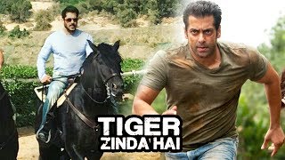 (Video) Salman Khan's TOUGH Horse Training For Tiger Zinda Hai