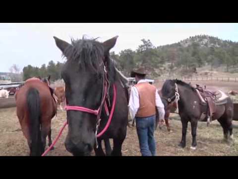 Bigger Riders Means Bigger Horses Out West News Video