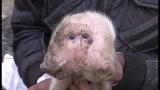 कुदरत का करिश्मा! मादा सुअर ने जन्मा 4 आंखों व दो मुंह वाला बच्चा