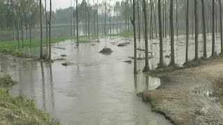 Thousands of acres agriculture land gets wasted in Hardoi due to canal flood!