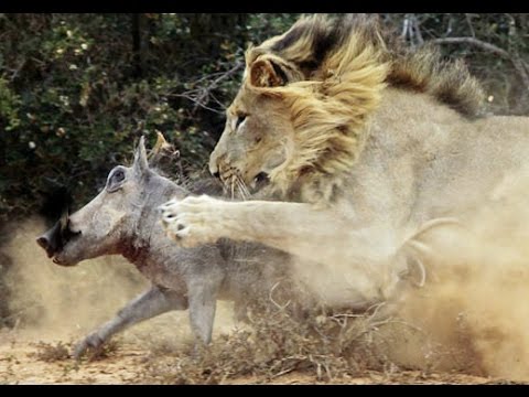 Lion Vs Wild Pig Real Funny Fight  - Amazing Videos