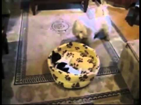Cat Vs Dog! Very Cute Fight - Best Funny Video