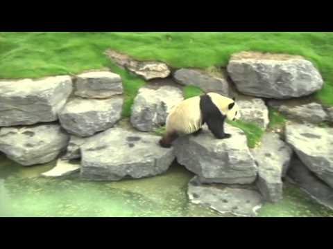 Raw- Belgium Zoo Debuts New Pandas News Video