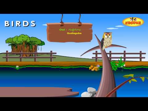 Learn - Birds Names In Telugu - with Animation