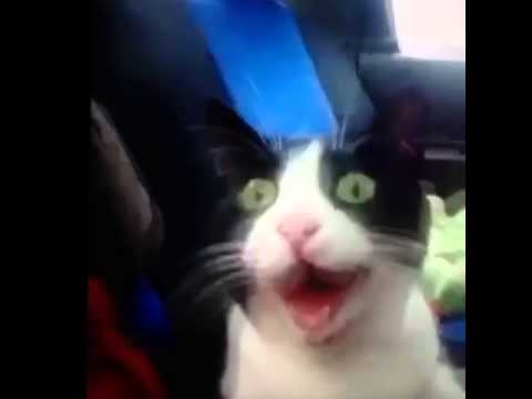 Cat Amazed By Car Ride by KeBen - 7 Seconds Funny Video