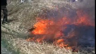 बड़े पैमाने पर खड़ी फसल में लगी आग, तीन बच्चों की जलकर मौत