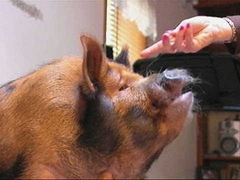 Family Pleads for Pet Pig to Stay at Home News Video