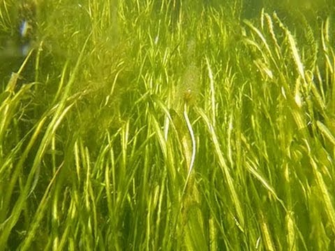 Underwater Grasses Help Clean Chesapeake Bay News Video