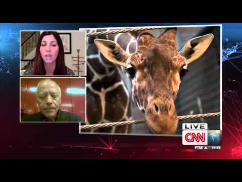 Zoo director debates giraffe decision News Video