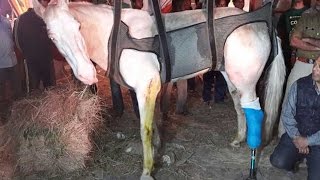 Shaktiman's fractured limb replaced with a prosthetic leg