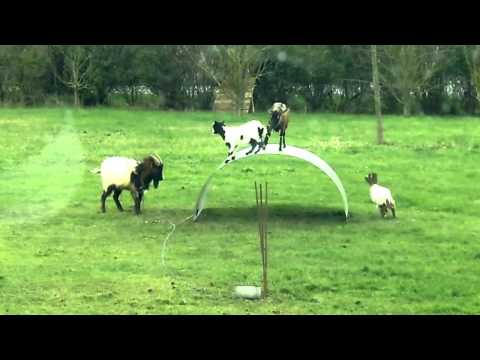 Funny animal 2015- Goats entertainment, Play funny
