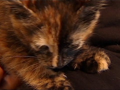 Kitten Rescued From Behind SUV Grille News Video