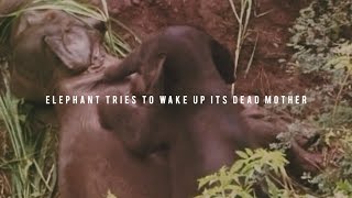 Heart-breaking footage of a baby elephant trying to wake up its dead mother