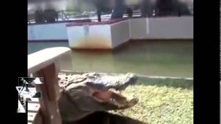 Angry Animals Compilation 2014
