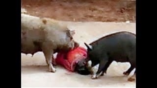 बीच सड़क पर सुअरों ने महिला पर हमला किया, महिला के कपडे उतर गए
