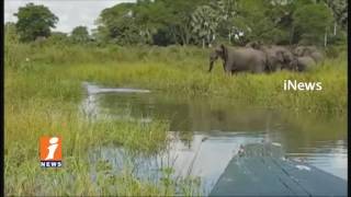 Crocodile Attack On Elephant In Afrika | iNews