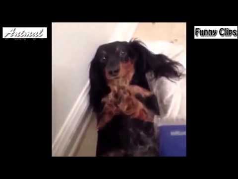 Funny Videos Cats and Dogs Best compilation 2015