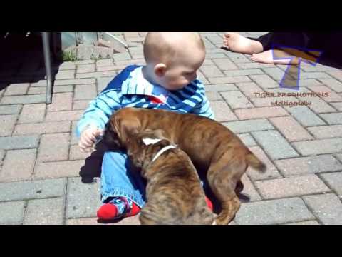 Cute babies and dogs playing together   Funny baby & dog compilation