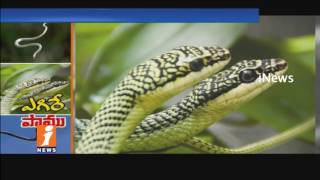 Flying Snakes Found in Goshamahal Area | Hyderabad | iNews
