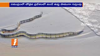 Most Poisoned Sea Snake Found at Vizag Beach | iNews