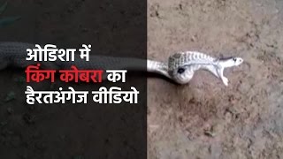 Watch- Cobra throws up 6 eggs after swallowing 7