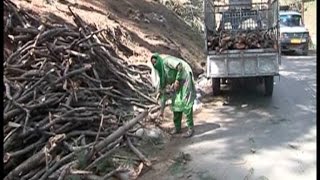 कश्मीर में लकड़ी के तस्कर कूट रहे चांदी, विभाग सोया कुंभकर्णी नींद