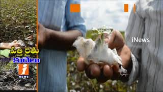 Cotton Farmers Huge Loss Due To Heavy Rains In Adilabad | Special Story | iNews