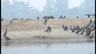 कीठम झील किनारे जमा हुए 15 हज़ार विदेशी पक्षी