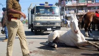 Police horse Shaktiman undergoes surgery, BJP MLA Joshi faces flak