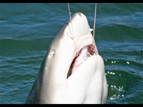 Real shark attack video - shark bait - FUNNY ACCIDENT VIDEOS - funny clips Shark Attacks - funny video