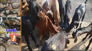 Artificial Medical Stones in Goat Stomach | Heavy Business in Ramagundam | iNews