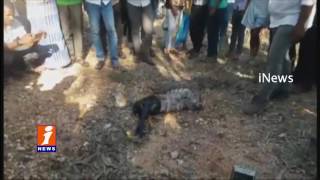 Python Rescued After Trying To Swallow A Goat At Kolar District | Karnataka | iNews
