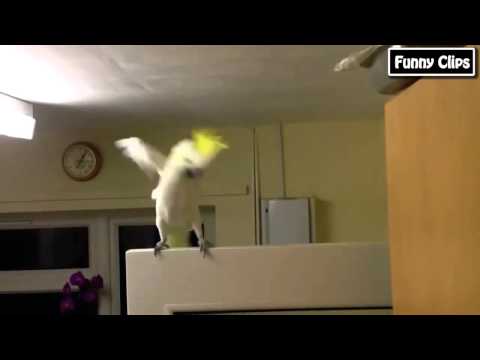 Funny videos - Funny Animal - Funny Parrots Dancing Compilation the best Cute Owls