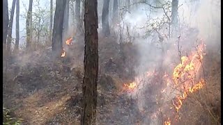 चैलचौक जंगल में लगी आग, लाखों की वन संपदा हुई राख