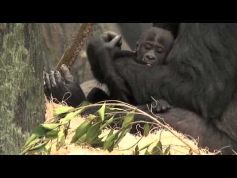 Raw- Illinois Zoo Names Baby Gorilla News Video