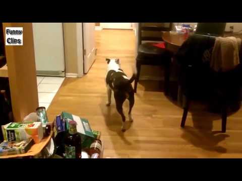 Funny Videos   Funny Animal   Dogs Walking Funny Compilation