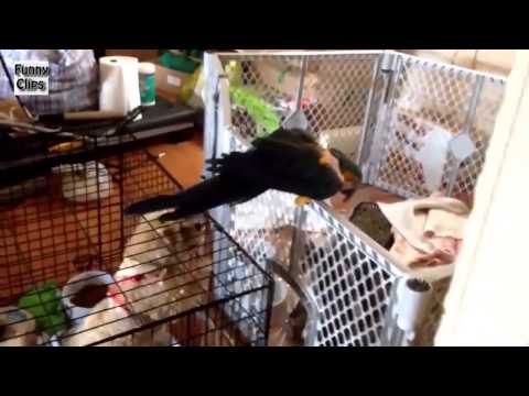 Funny Video - Funny Animal - Funny Parrots Annoying Dogs