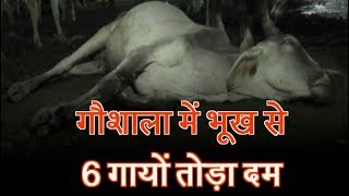 गौशाला में भूख से 6 गायों तोड़ा दम