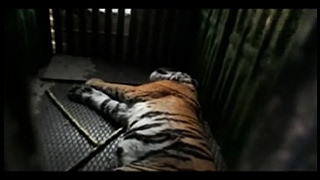 वन विभाग टीम की गिरफ्त में आया आदमखोर बाघ
