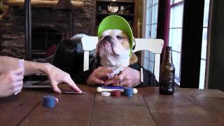 Funny Bulldog Deals Poker