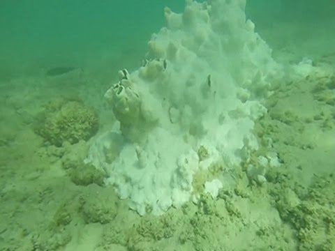 Raw- High Heat 'bleaching' Hawaii's Coral News Video